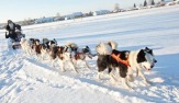 Праздничное катание на собачьей упряжке