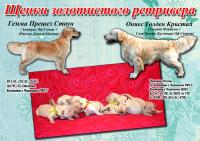 щенки золотистого ретривера
